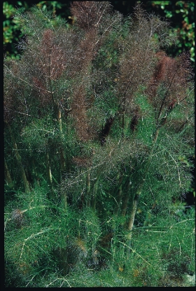 Picture of Fennel Bronze